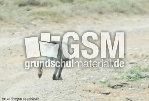 Grüne Meerkatzen (40 von 67).jpg